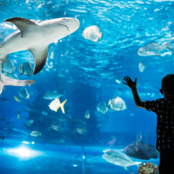 Dubai Aquarium and Underwater Zoo
